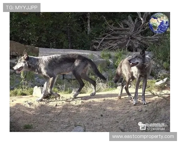 重建中的明尼苏达森林狼如何在群雄争霸的西部崛起并重塑冠军梦想